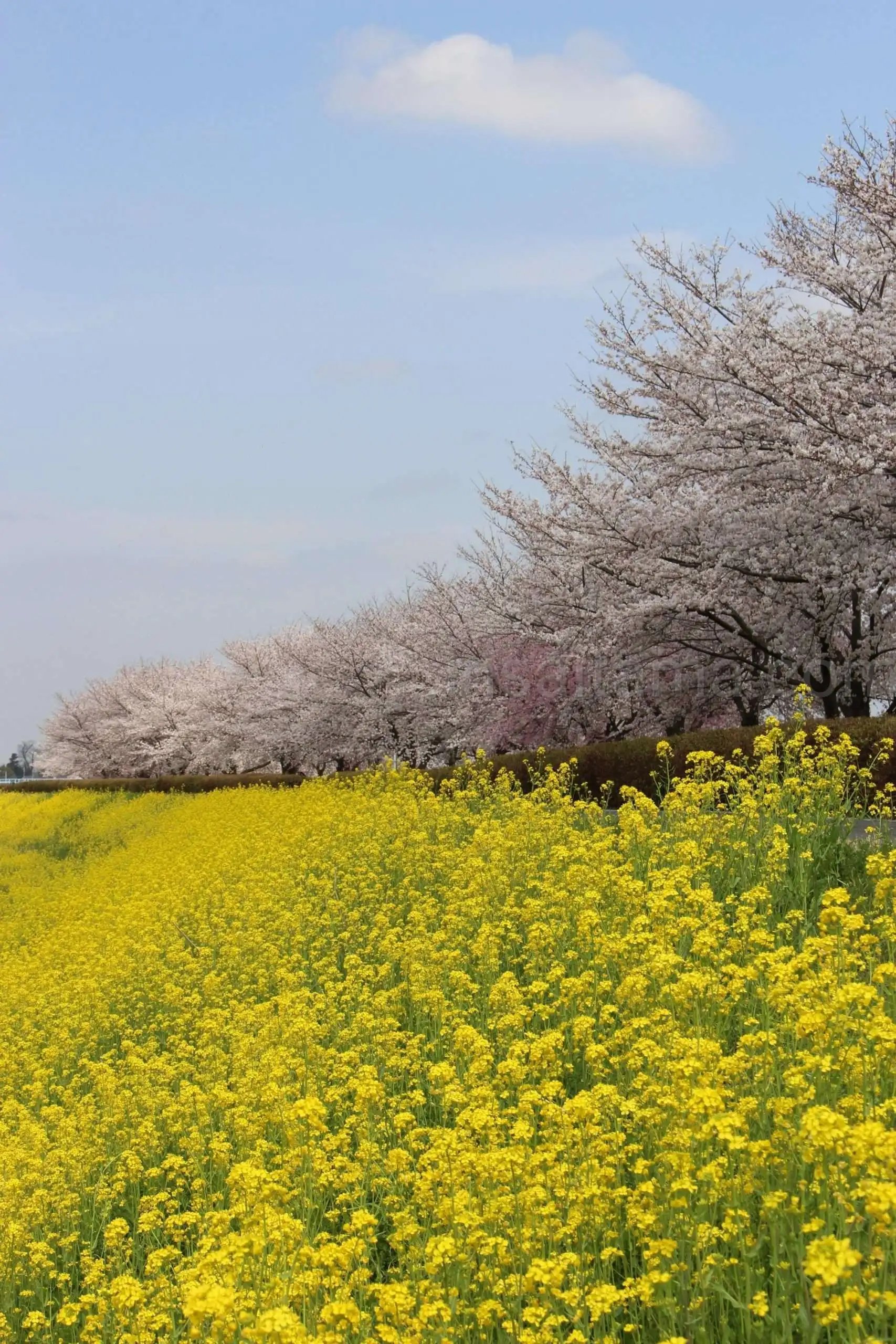 🏯 다케다 가문 저택 유적(쓰쓰지가사키 관 유적) 이미지 7
